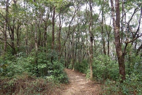 Nagarjun Day Hiking