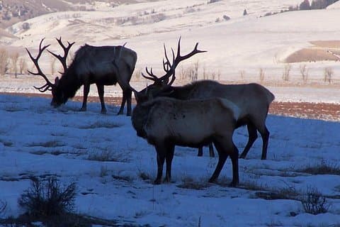 1 dagstur till Khustai nationalpark - vildhäst (Takhi)