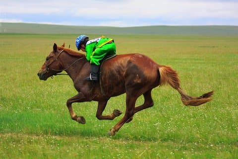 2-dagers Naadam Festival Tour 11. - 13. juli 2026