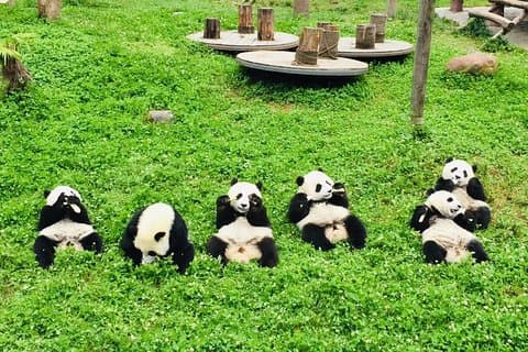 Dujiangyan Panda Base und Mount Qingcheng