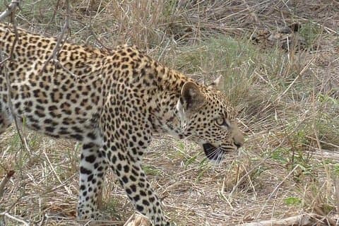 Full-day Kruger Park Safari