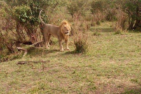 Safari de groupe en camping à petit budget maasai mara de 3 jours