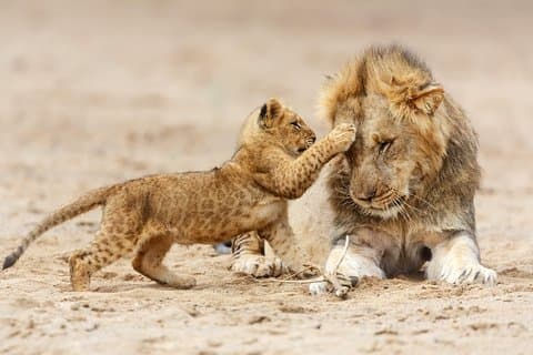 Safari clássico da Tanzânia - 7 dias