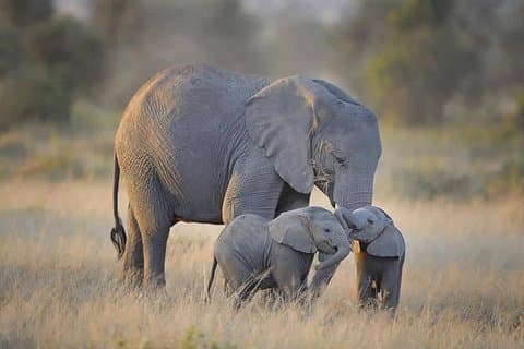 4 dage Tarangire, Serengeti & Ngorongoro
