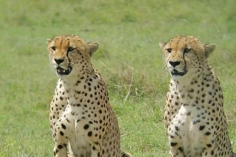 2 Days Safari, Amboseli Naitional Park
