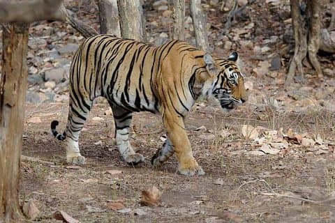 4 dager Golden Triangle Tour med Ranthambore Tiger Safari