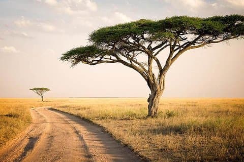 6 Tage: Magnificent Wildlife Adventure
