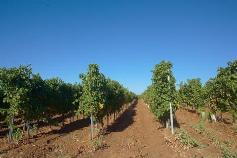 Private Day Trip From Plovdiv To Wine Cellars And Wine Tasting