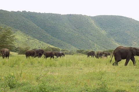 6 Tage Tansania Wildlife Safari Tour