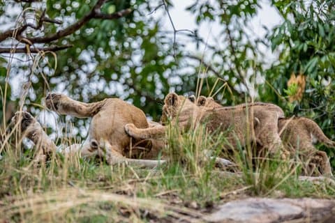 Dagstur til Manyara nasjonalpark fra Arusha