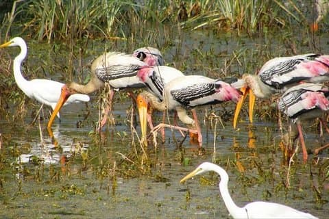 Excursion d'une journée depuis l'observation des oiseaux de Jaipur dans le parc national de Keoladeo (Bharatpur)
