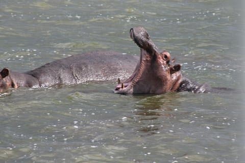 3 días de experiencia inolvidable en Rhino y Big 5 Safari