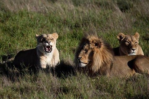 África do Sul-Cidade do Cabo (o melhor passeio pelo Big Five Safari)