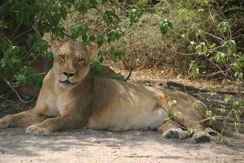 Chobe 6 Stunden Pirschfahrt