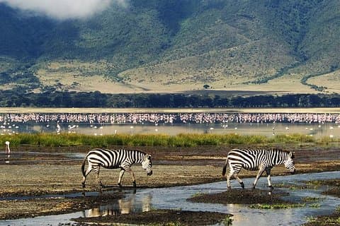 Ngorongoro dagstur
