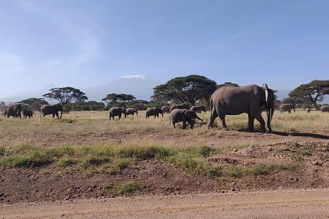 Amboseli Overnight Trip