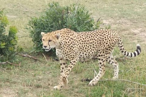 6 dagar i Masai Mara- sjön Nakuru- Amboseli nationalpark