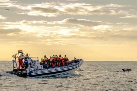 Liten grupp valskådning i midnattssolen från Reykjavík