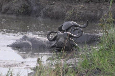 1-tägige Wildtiersafari am Lake Mburo