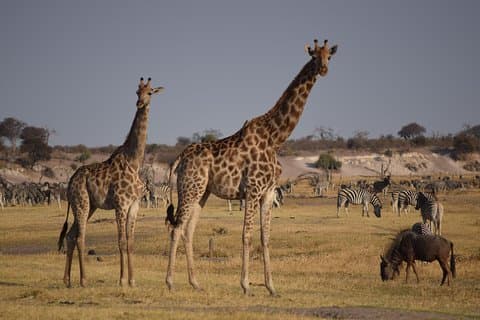 Makgadkgadi Pfannen - Central Kalahari Adventure 7 Nächte / 8 Tage