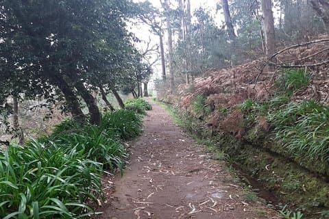 Madère: promenade guidée privée Levada da Serra do Faial - Camacha