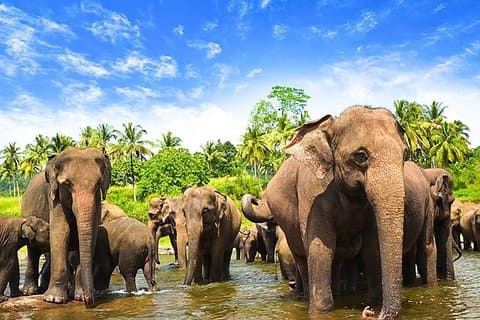 Minneriya National Park (All Inclusive) och Sigiriya Day Excursion