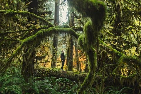 O melhor do Parque Nacional Olímpico de Seattle: Excursão de um dia com pequenos grupos