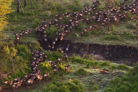 6Days Migration Safari