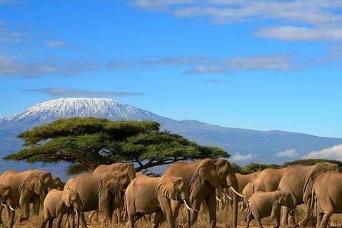 2 dagar Amboseli privat safari