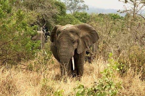 Akagera nationalpark privat dagstur