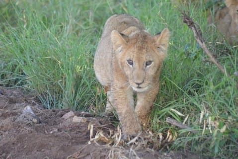 5 dagar i Masai Mara- Lake Nakuru-Naivasha-sjön