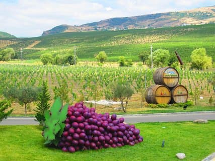 Organic Wine Tour Shamakhi with Local Lunch