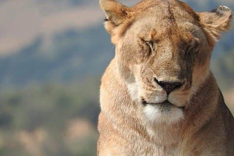 3 dagen Fantastic Adventure door Masai Mara Game Reserve Safari's