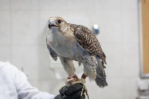 Falcon Hospital Tour med hotellhenting og avlevering