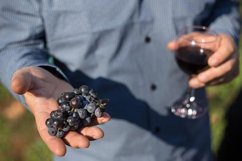 Lake Skadar Winery and Culinary Day Tour inc. wine tasting