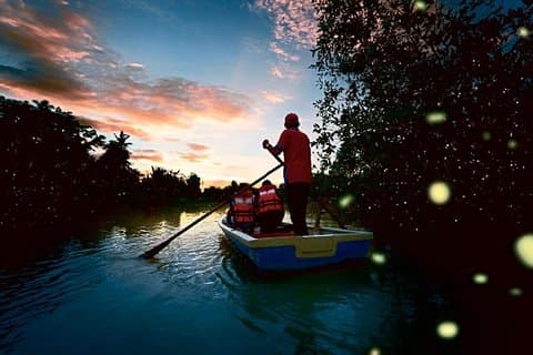 Kuala Selangor Fireflies Tour with Scenic Views & Boat Ride