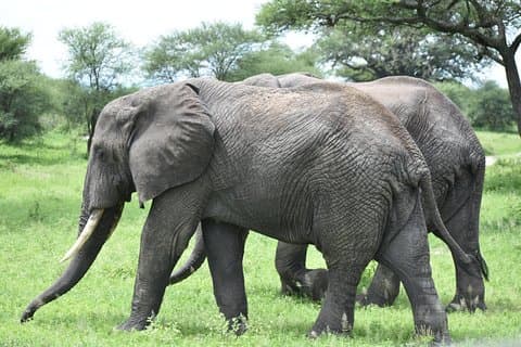 5 DAGER BUDGET SAFARI (Tarangire, Ngorongoro krater og Serengeti nasjonalparker)