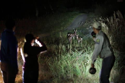 Wildlife Night Drive in Nagano, Japan