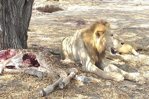 5-daagse natuurervaring Mikumi en Ruaha + Ismila-steentijd + Maasai-cultuur