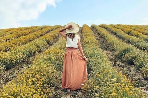Immortelle farm island Krk