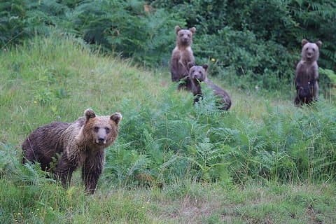 Beren observeren en ontdekken in hun natuurlijke habitat