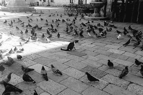 Privat tidlig morgen Dubrovnik Tour