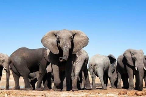 Cape Town til ADDO elefanter - Chauffør køretur : 6 dage