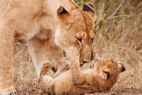 Parque Nacional Tarangire de 2 dias e safári na cratera de Ngorongoro
