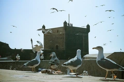 Delt-lille gruppedagstur til Essaouira fra Marrakech