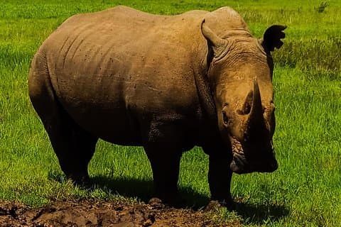 2-dagers Ol Pejeta Conservancy guidet safaritur fra Nairobi