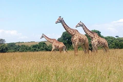 2-dagars privat guidad safari i Lake Nakuru Park från Nairobi