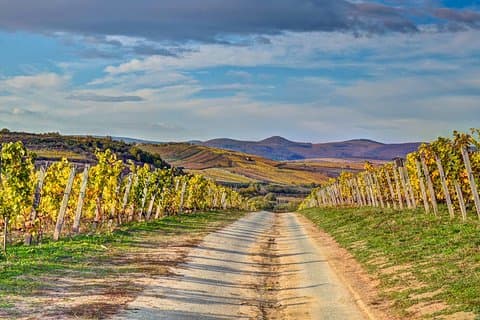 Tour privato del vino di Tokaj, patrimonio mondiale dell'UNESCO, per l'intera giornata