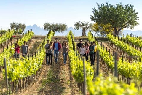 Landausflug zum Hafen von Barcelona: Landwein- und Cava-Verkostungen und Mittagessen