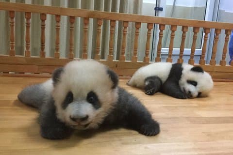 Private halbtägige Tour durch das Panda-Zuchtzentrum Chengdu mit optionaler Freiwilligenarbeit